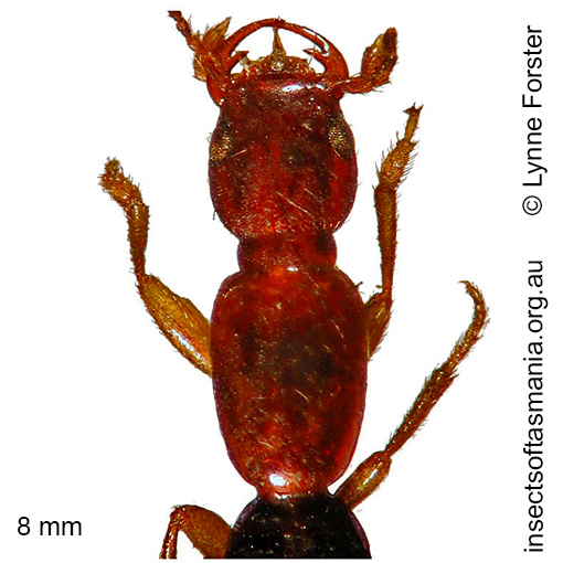 Species image