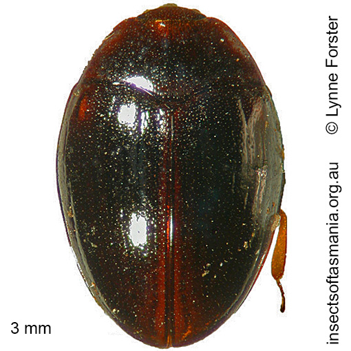 Hypodacnella tasmaniae