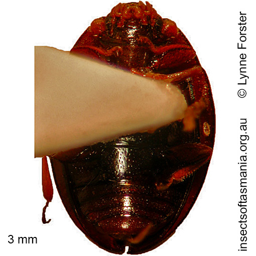 Species image