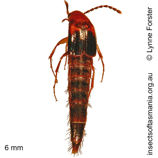 Species image