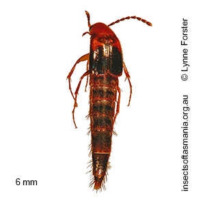 Ischnosoma TFIC sp 01