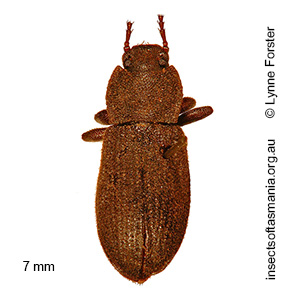 Isopteron aversum