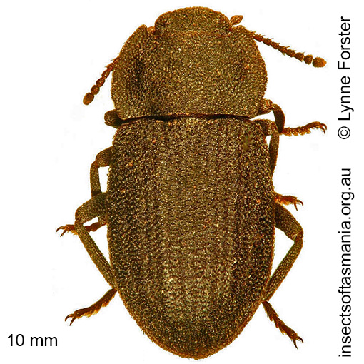 Species image