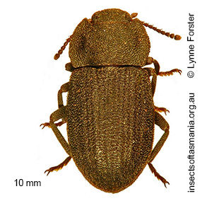 Isopteron triviale