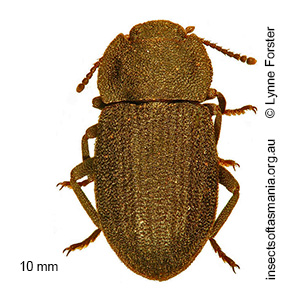 Isopteron triviale