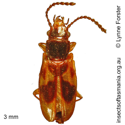 Species image