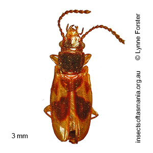 Laemophloeus ramsayi