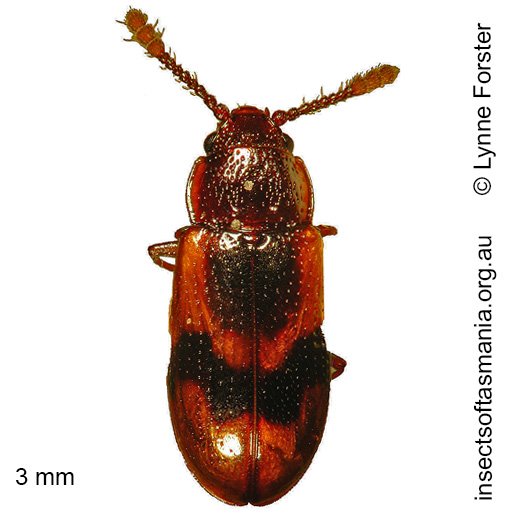 Species image