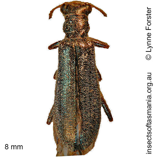 Species image
