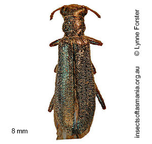 Lemidia subaenea