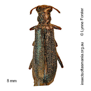 Lemidia subaenea