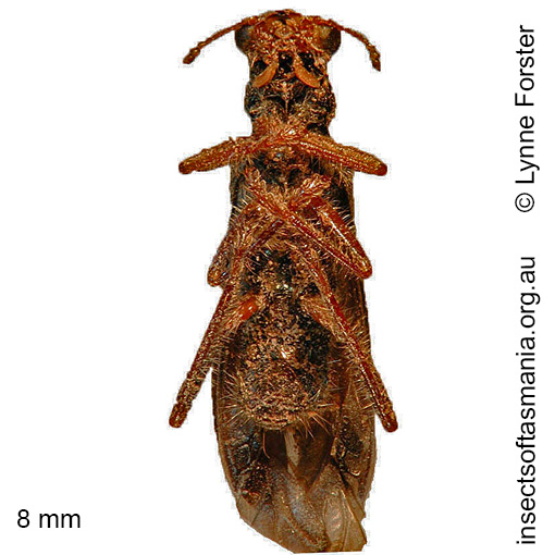 Species image