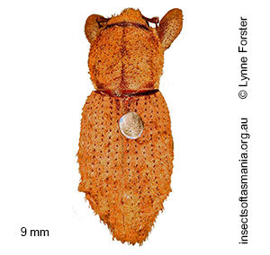 Gastrocis montanus