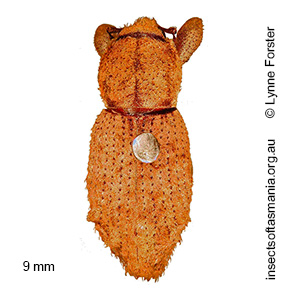 Gastrocis montanus
