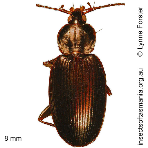 Species image