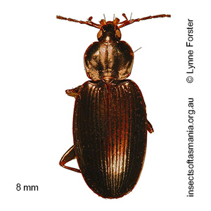 Lestignathus foveatus