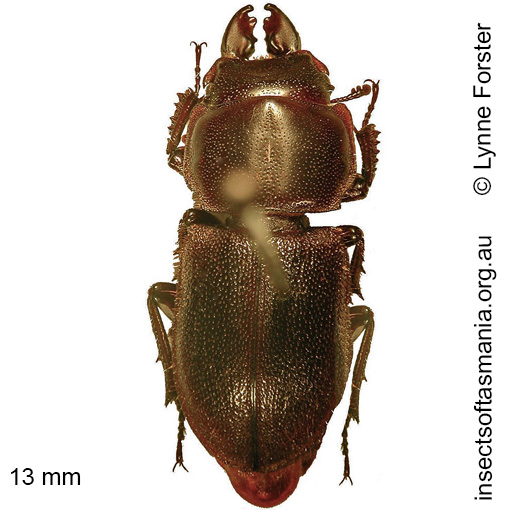 Species image