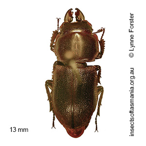 Lissotes cancroides