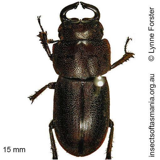 Species image