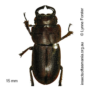 Lissotes cornutus