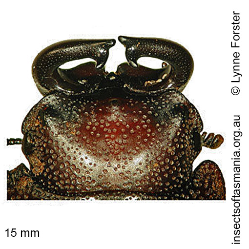 Species image
