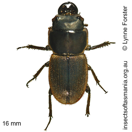 Species image