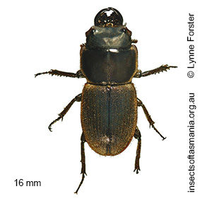 Lissotes curvicornis