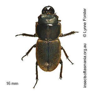 Lissotes curvicornis