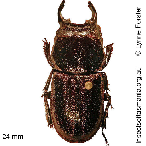 Species image