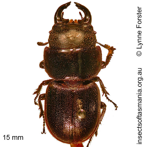 Species image
