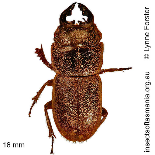 Species image