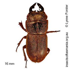 Lissotes rudis