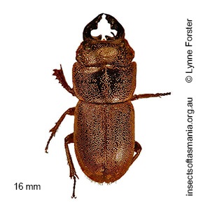 Lissotes rudis