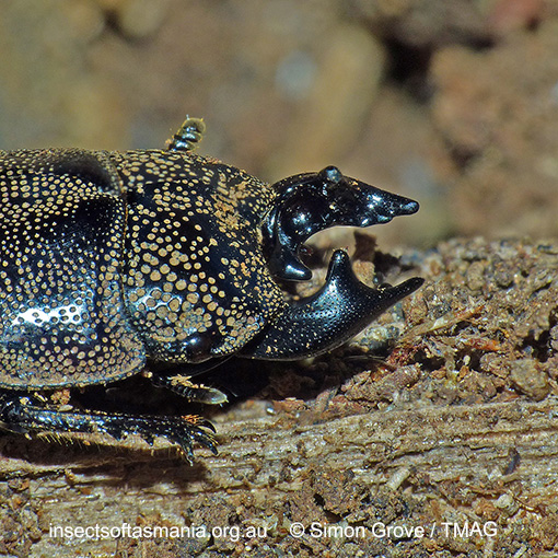 Species image