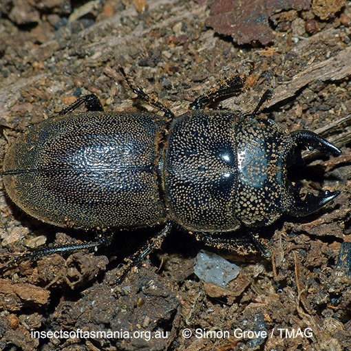 Species image