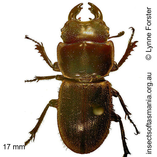 Species image