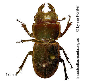 Lissotes subcaeruleus