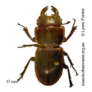 Lissotes subcaeruleus