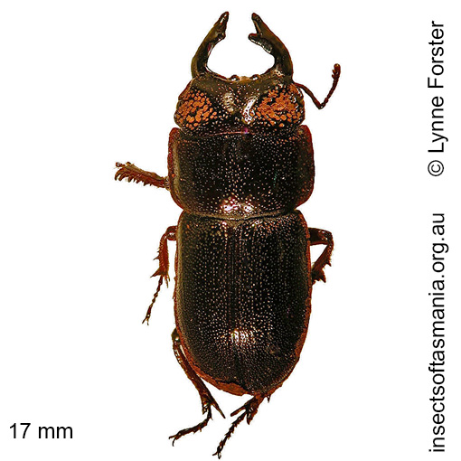 Species image