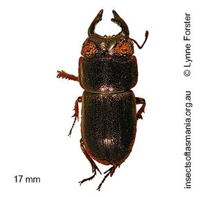 Lissotes vanderschoori