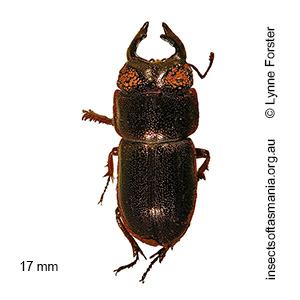 Lissotes vanderschoori