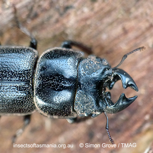 Species image
