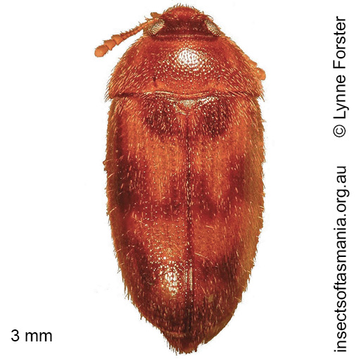 Species image