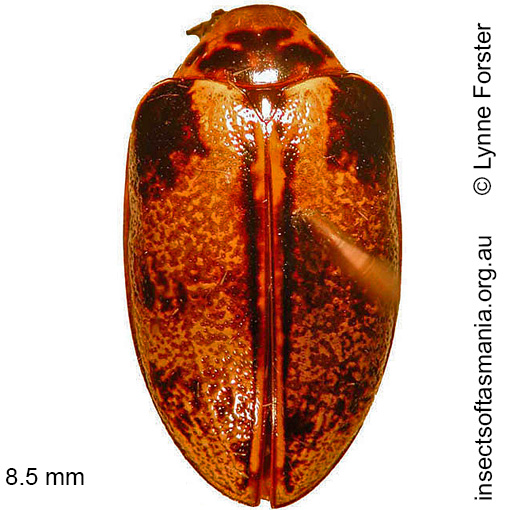 Species image
