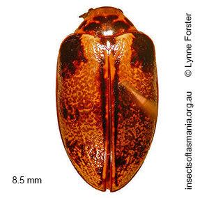 Pictacara tasmanica