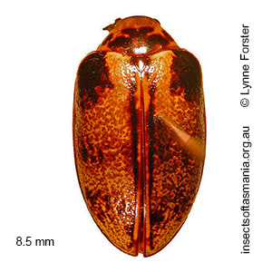 Pictacara tasmanica