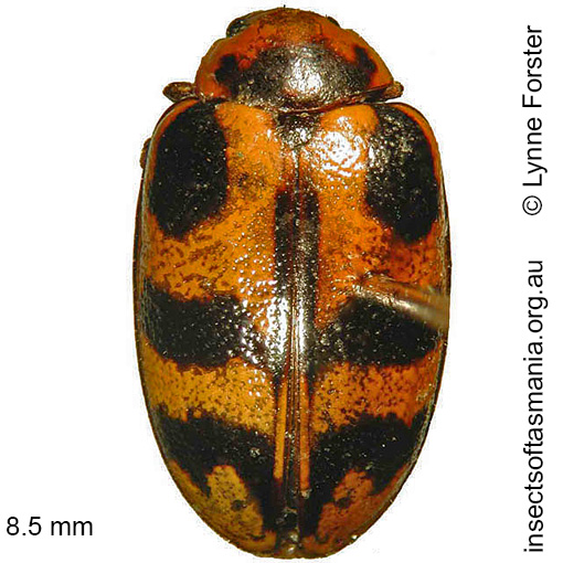 Species image