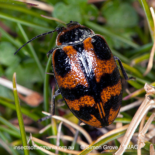 Species image