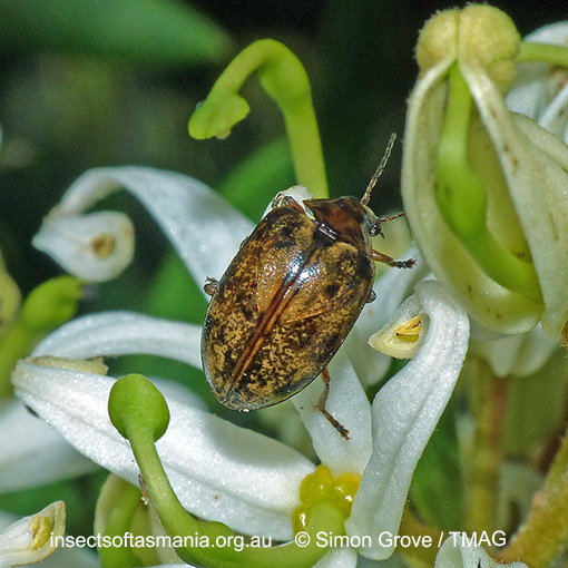 Species image