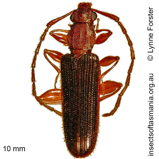 Species image